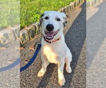 Small #27 Great Pyrenees Mix