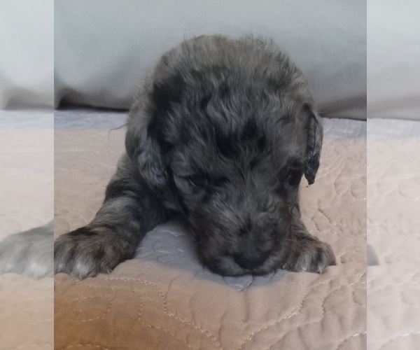 Medium Photo #20 Labradoodle Puppy For Sale in JEFFERSONTOWN, KY, USA