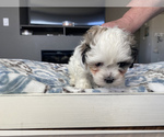 Small Photo #10 Shih-Poo-Zuchon Mix Puppy For Sale in GALENA, NV, USA