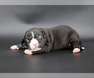 American Bully Puppy for sale in CHAMPAIGN, IL, USA