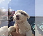 Small #1 Border-Aussie