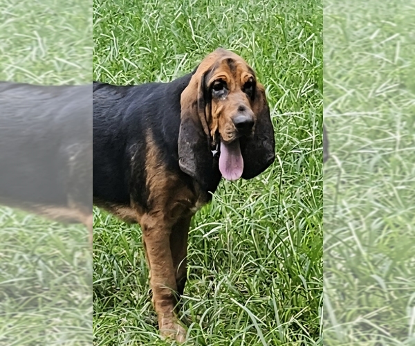 Medium Photo #2 Bloodhound Puppy For Sale in TOCCOA, GA, USA