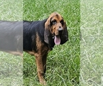 Small #1 Bloodhound