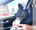 Small Photo #4 French Bulldog Puppy For Sale in HOUSTON, TX, USA