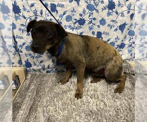 Chihuahua-Unknown Mix Dogs for adoption in Modesto, CA, USA