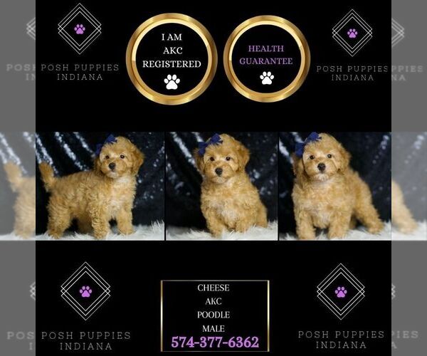 Medium Photo #2 Poodle (Toy) Puppy For Sale in WARSAW, IN, USA