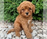 Small #2 Cavapoo (Miniature)