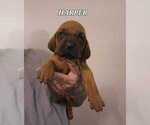 Puppy HARPER Redbone Coonhound