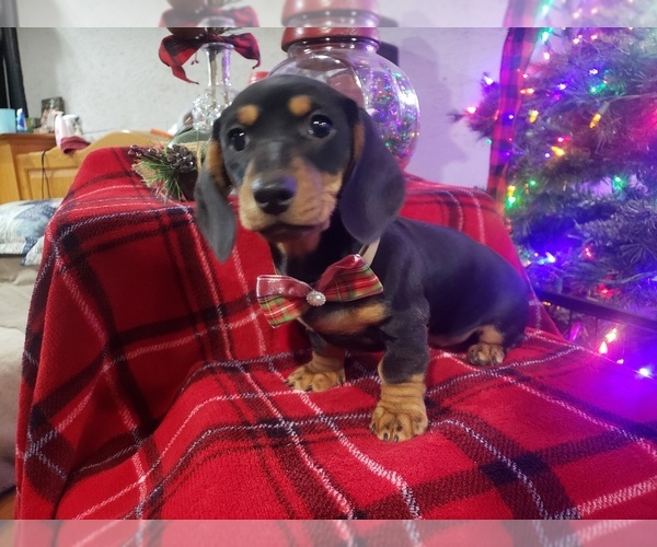 Medium Photo #1 Dachshund Puppy For Sale in BOLIVAR, MO, USA