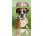 Small #8 Boxer