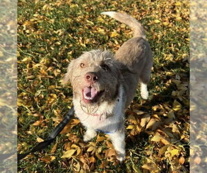 Matrix - Male Mutt Dog for Adoption - Photo #6