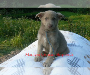 German Shepherd Dog Puppy for sale in PIEDMONT, MO, USA