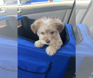 Morkie Puppy for sale in FORT WORTH, TX, USA