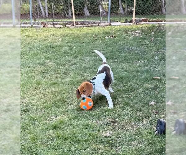 Medium Photo #3 Beagle Puppy For Sale in Rootstown, OH, USA
