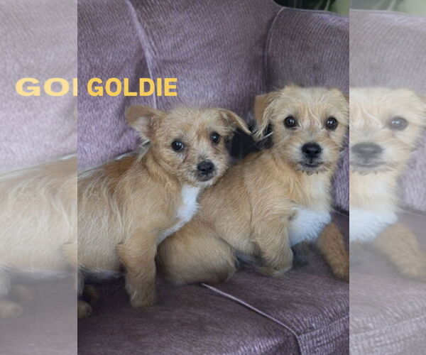 Medium Photo #2 Mutt Puppy For Sale in Newport Beach, CA, USA