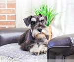 Small Photo #4 Schnauzer (Miniature) Puppy For Sale in SYRACUSE, IN, USA