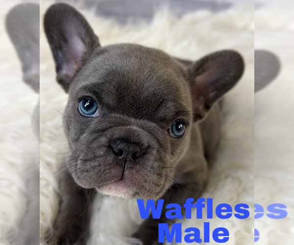 Medium Photo #2 French Bulldog Puppy For Sale in EASTVALE, CA, USA