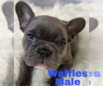 Small Photo #2 French Bulldog Puppy For Sale in EASTVALE, CA, USA