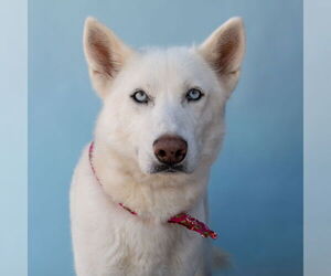 Siberian Husky Dogs for adoption in Pasadena, CA, USA