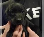 Small Photo #3 Labrador Retriever Puppy For Sale in ORANGE, MA, USA