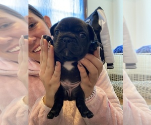 French Bulldog Puppy for sale in LANDISVILLE, PA, USA