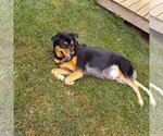 Small Photo #10 Chow Chow-Rottweiler Mix Puppy For Sale in Crystal, MN, USA