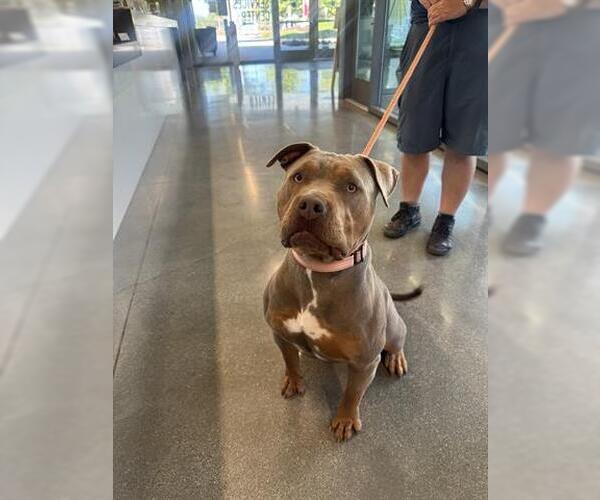 Medium Photo #1 Mutt Puppy For Sale in San Martin, CA, USA