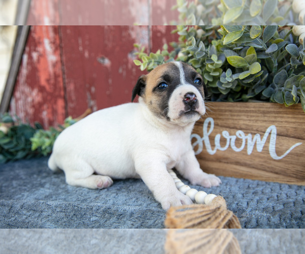 Medium Photo #2 Jack Russell Terrier Puppy For Sale in ETNA GREEN, IN, USA