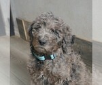 Puppy Chase Labradoodle