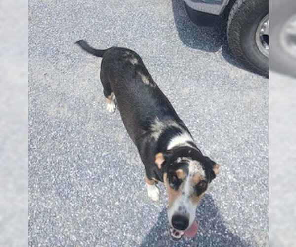 Medium Photo #3 Coonhound-Unknown Mix Puppy For Sale in Monterey, VA, USA