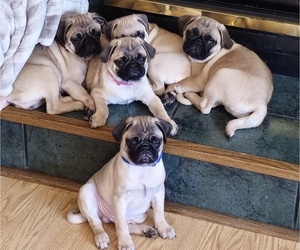 Pug Puppy for sale in SAINT FRANCIS, MN, USA
