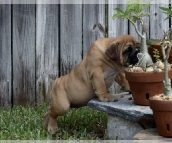 Medium Photo #7 Bulldog Puppy For Sale in JACKSONVILLE, FL, USA
