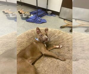 Pebbles - Male Chihuahua-Unknown Mix Dog for Adoption - Photo #2