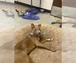 Small #1 Chihuahua Mix