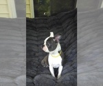 Small #4 Boston Terrier