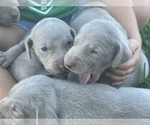 Small Photo #27 Weimaraner Puppy For Sale in WILLOWS, CA, USA
