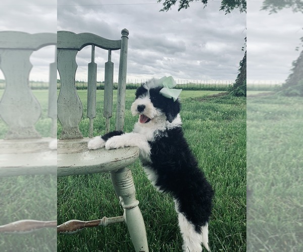 Medium Photo #11 Sheepadoodle Puppy For Sale in DADEVILLE, MO, USA