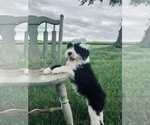 Small Photo #11 Sheepadoodle Puppy For Sale in DADEVILLE, MO, USA