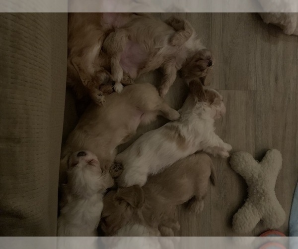 Medium Photo #10 Cavachon Puppy For Sale in ENGLISHTOWN, NJ, USA