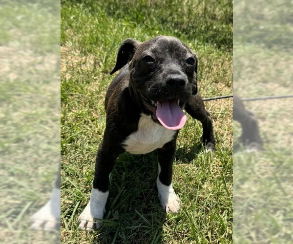 Medium Photo #5 Bulldog-Labrador Retriever Mix Puppy For Sale in Tarrytown, GA, USA