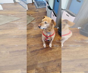 Labrador Retriever-Unknown Mix Dogs for adoption in Fort Collins, CO, USA