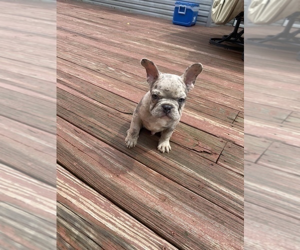 Medium Photo #4 French Bulldog Puppy For Sale in WESTERVILLE, OH, USA