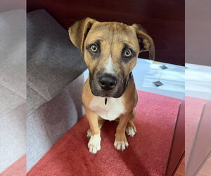 Mutt Dogs for adoption in Woodbury, NY, USA