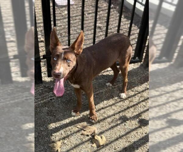 Medium Photo #1 Mutt Puppy For Sale in Riverside, CA, USA