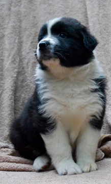 Medium Photo #1 Australian Shepherd Puppy For Sale in CHADDS FORD, PA, USA