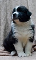 Small Photo #1 Australian Shepherd Puppy For Sale in CHADDS FORD, PA, USA