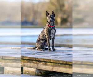 Janey - Female Mutt Dog for Adoption - Photo #10