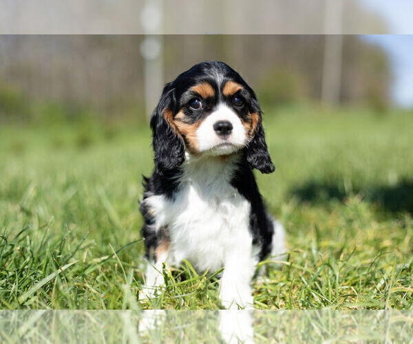 Medium Photo #11 Cavalier King Charles Spaniel Puppy For Sale in WARSAW, IN, USA