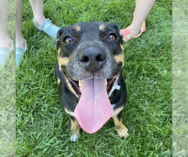 Medium Photo #8 German Shepherd Dog-Unknown Mix Puppy For Sale in Davis, CA, USA