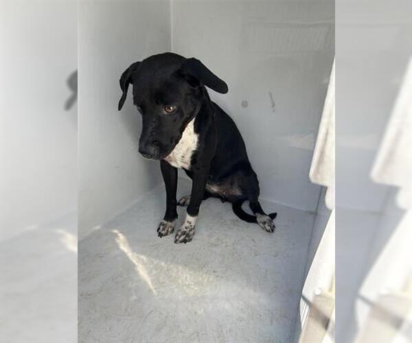 Medium Photo #1 Labrador Retriever-Unknown Mix Puppy For Sale in Houston, TX, USA